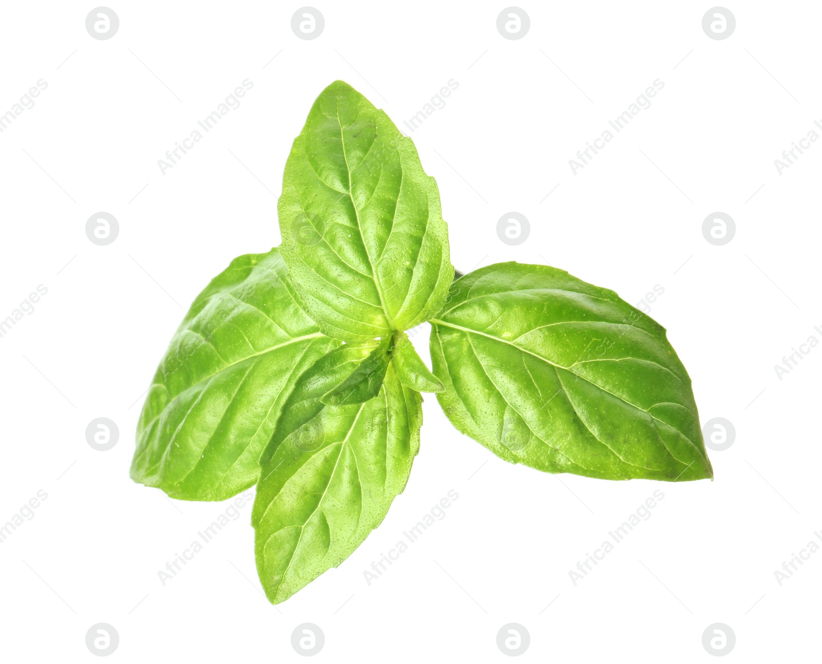 Photo of Fresh green basil leaves on white background