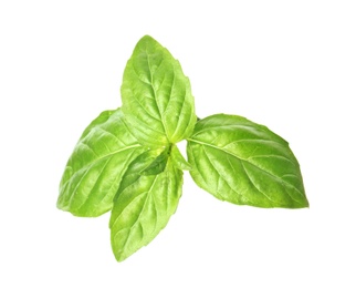 Photo of Fresh green basil leaves on white background