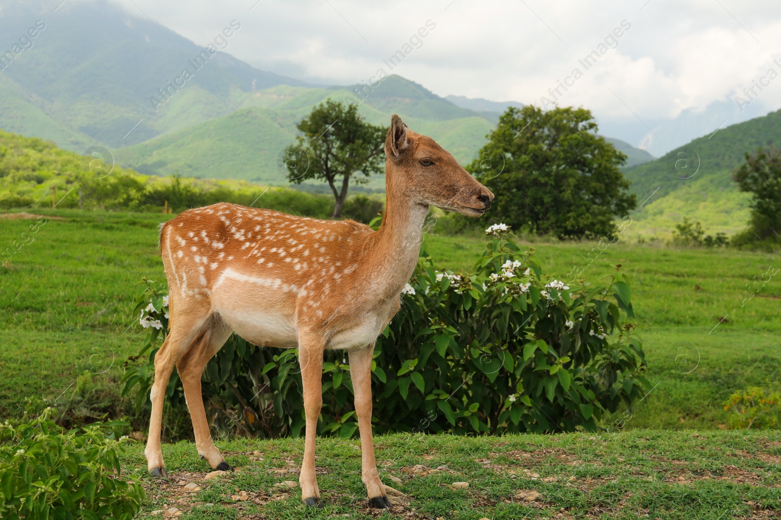 Photo of Beautiful deer on green grass in safari park