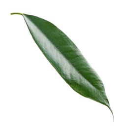 Photo of Fresh green ficus leaf on white background