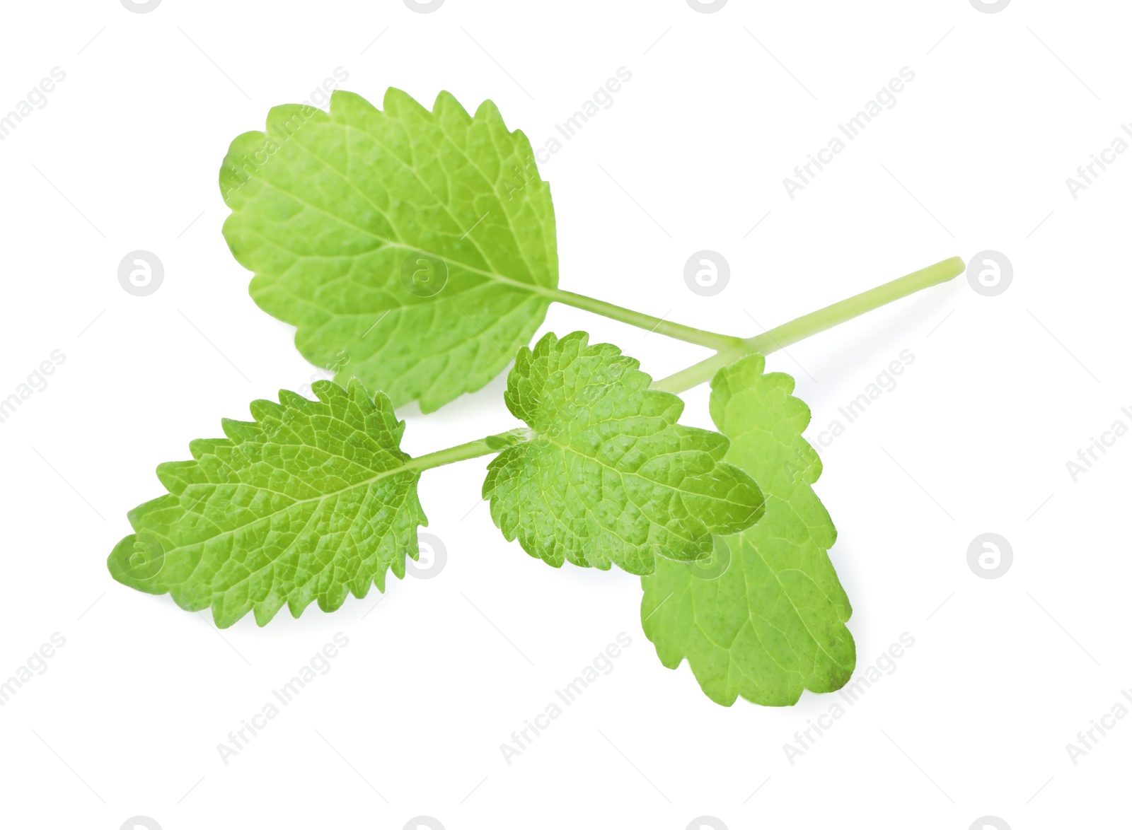 Photo of Aromatic fresh lemon balm on white background