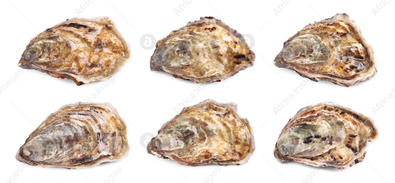 Image of Set with fresh raw oysters on white background. Banner design