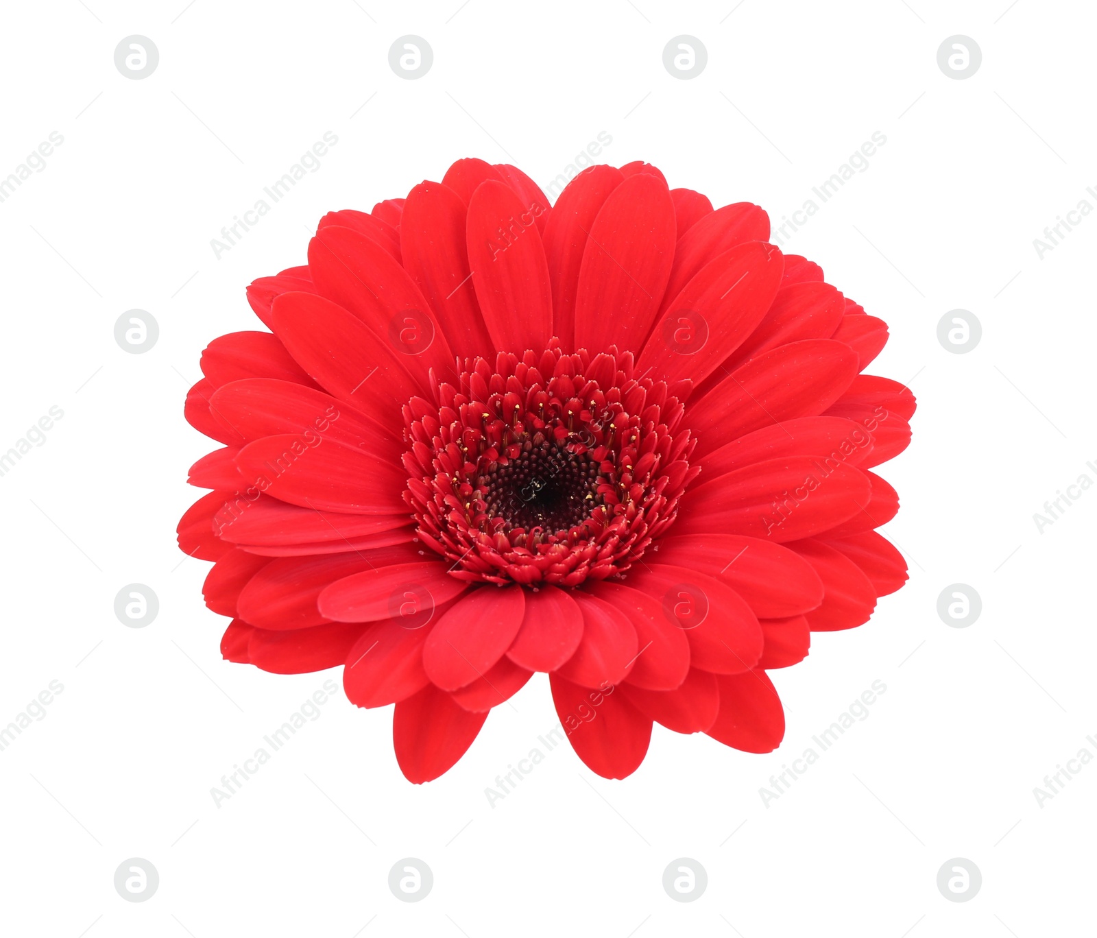 Photo of Beautiful red gerbera flower isolated on white