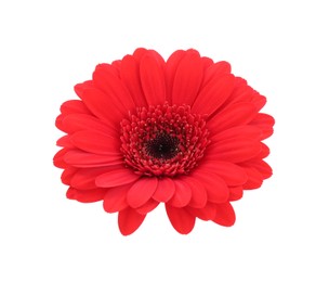 Beautiful red gerbera flower isolated on white