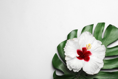 Photo of Beautiful tropical hibiscus flower and monstera leaf on white background, flat lay. Space for text