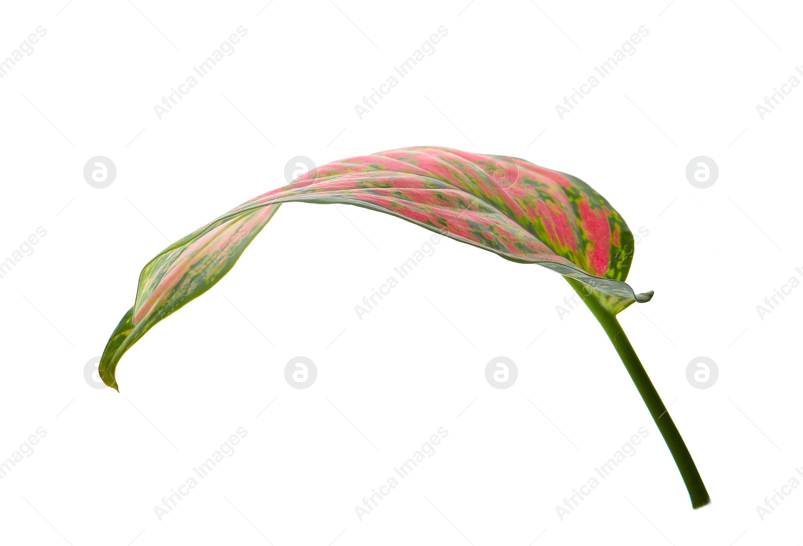 Photo of Aglaonema leaf isolated on white. Beautiful tropical plant