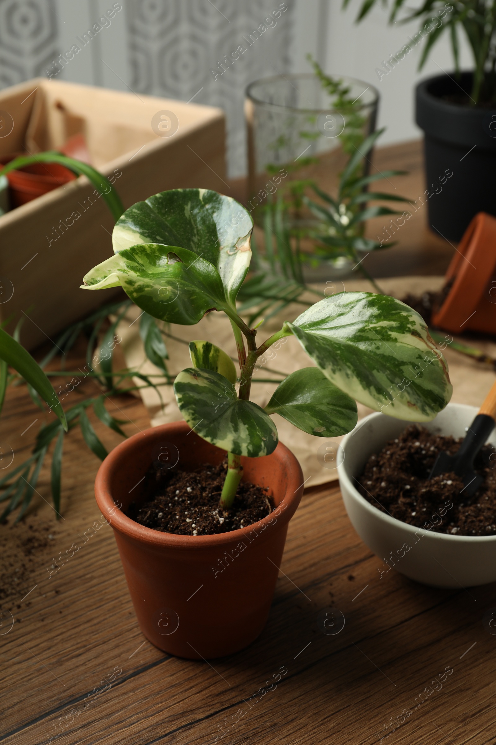 Photo of Beautiful houseplant in pot on wooden table