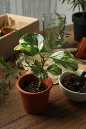 Beautiful houseplant in pot on wooden table