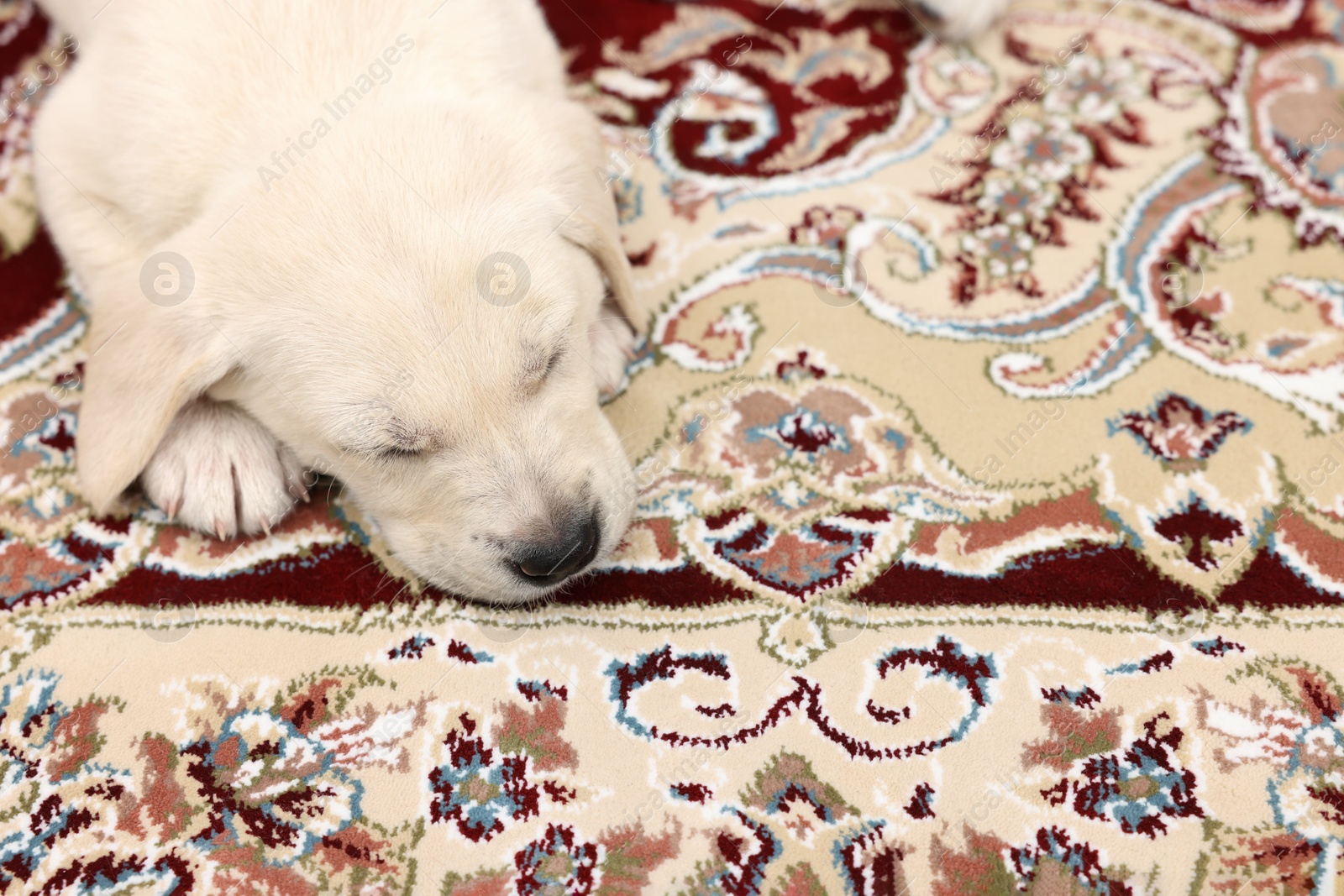 Photo of Cute little puppy sleeping on carpet, closeup. Space for text