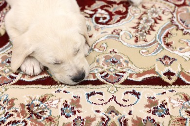 Cute little puppy sleeping on carpet, closeup. Space for text