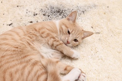 Photo of Cute ginger cat on carpet with scattered soil indoors, closeup