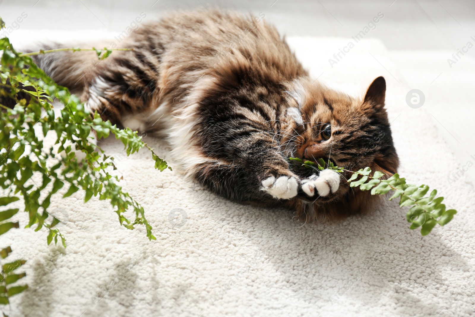 Photo of Adorable cat playing with houseplant on floor at home