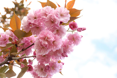 Closeup view of blossoming pink sakura tree outdoors