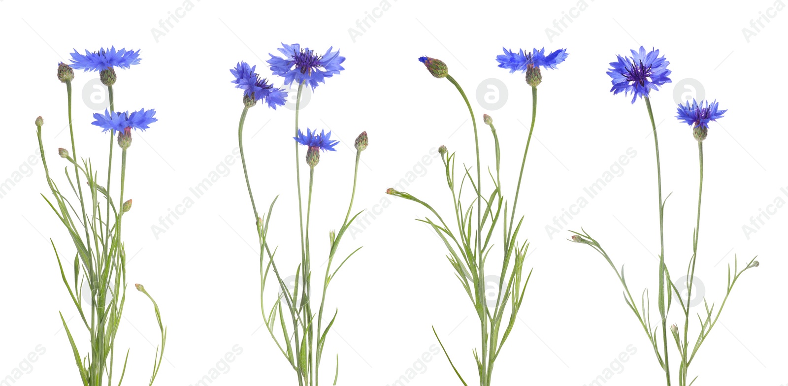 Image of Set with beautiful blue cornflowers on white background. Banner design