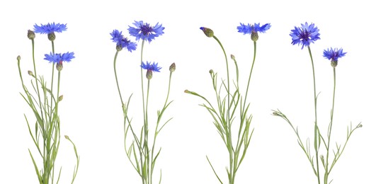 Image of Set with beautiful blue cornflowers on white background. Banner design