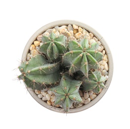 Beautiful cactus on white background, top view