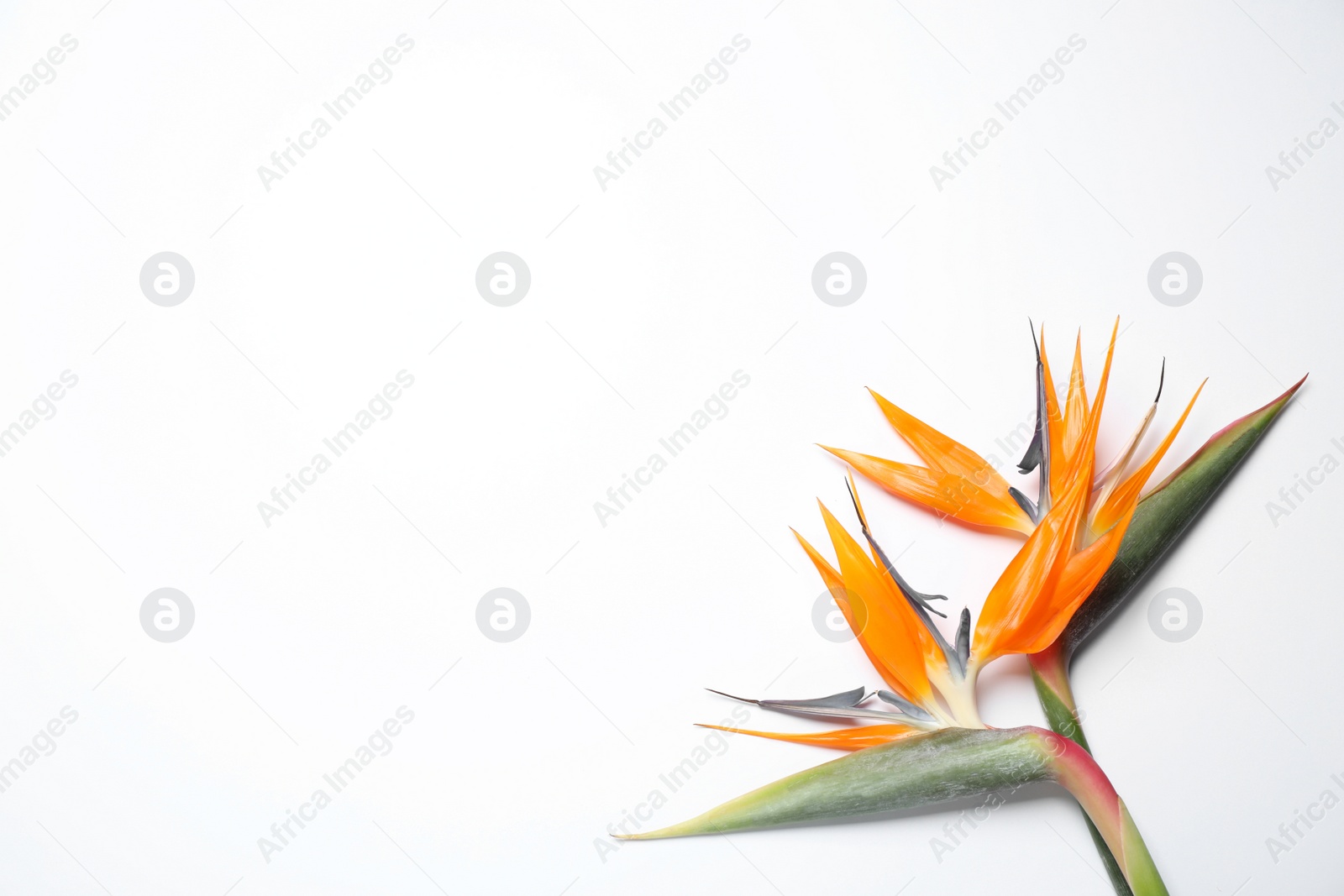 Photo of Bird of Paradise tropical flowers on white background, top view