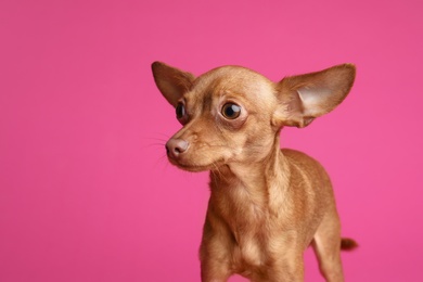 Photo of Cute toy terrier on color background, space for text. Domestic dog