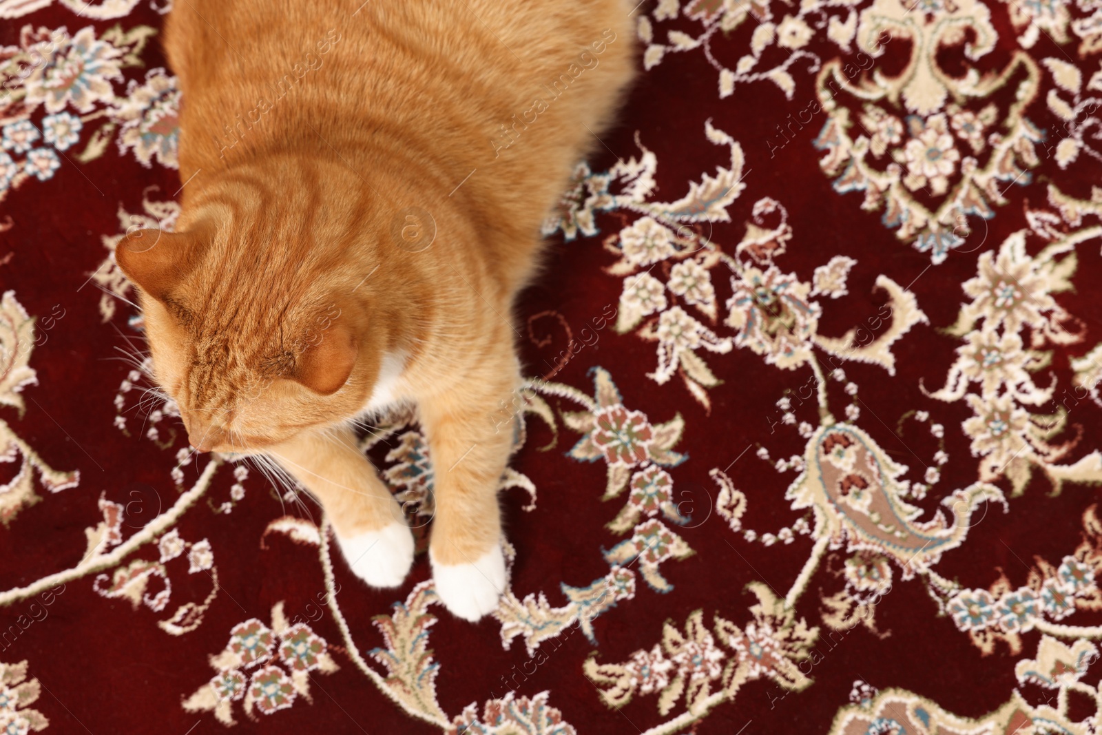 Photo of Cute ginger cat lying on carpet with pattern, top view. Space for text