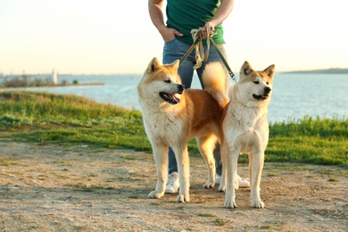 Young man walking his adorable Akita Inu dogs near river