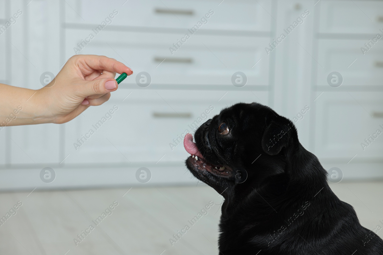 Photo of Woman giving pill to cute Pug dog in room, closeup