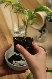 Woman holding house plant with soil and bowl above table, closeup