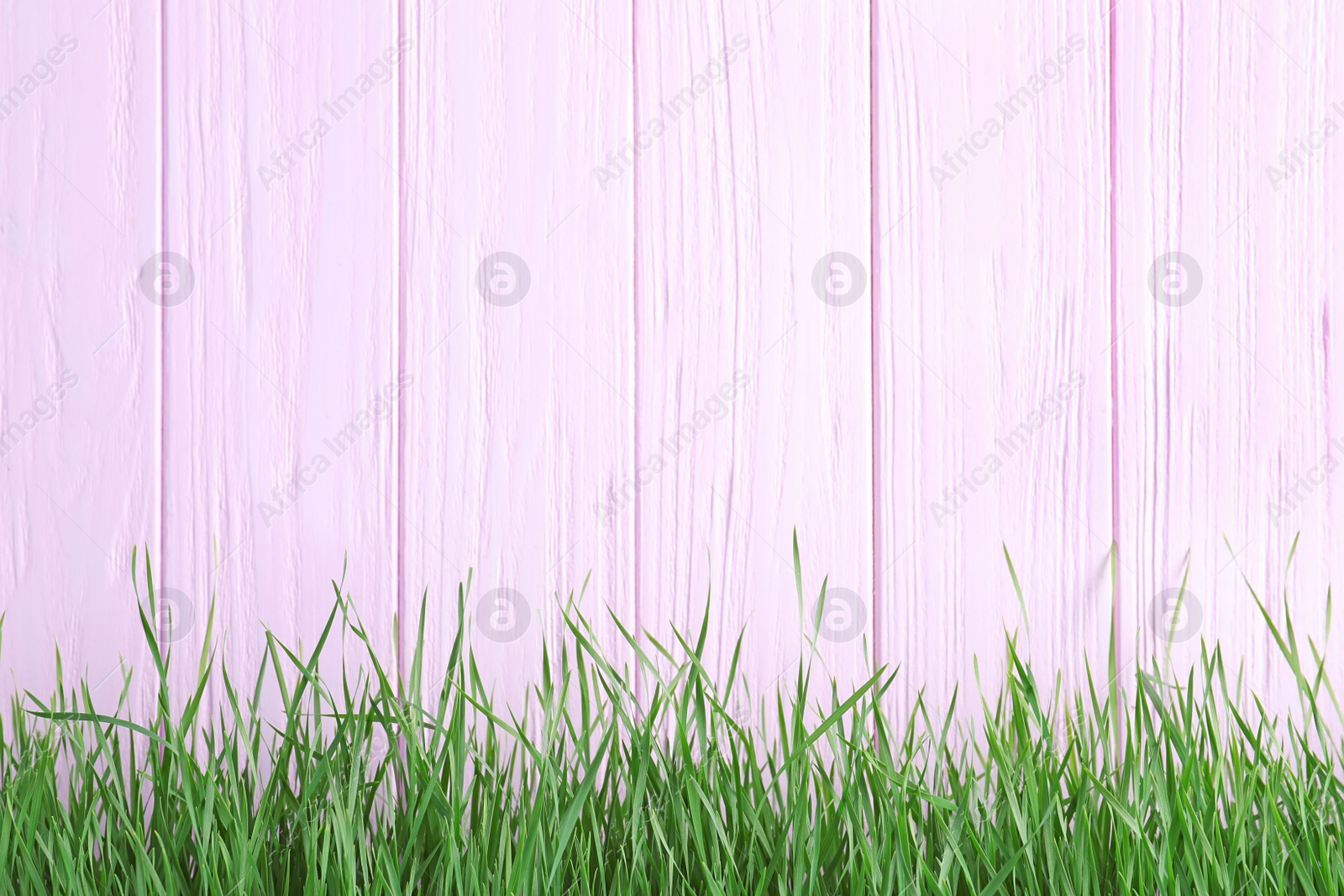 Photo of Fresh green grass near pink wooden fence. Space for text