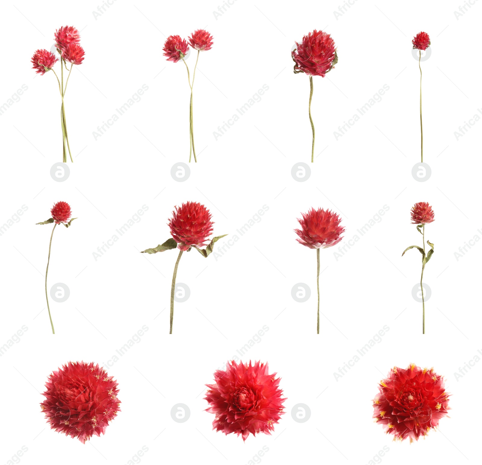 Image of Set with beautiful dry flowers on white background 