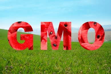 Image of Abbreviation GMO made of watermelon and beautiful green field on background