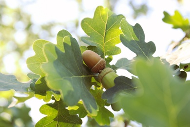 Photo of Closeup view of oak with green leaves and acorns outdoors