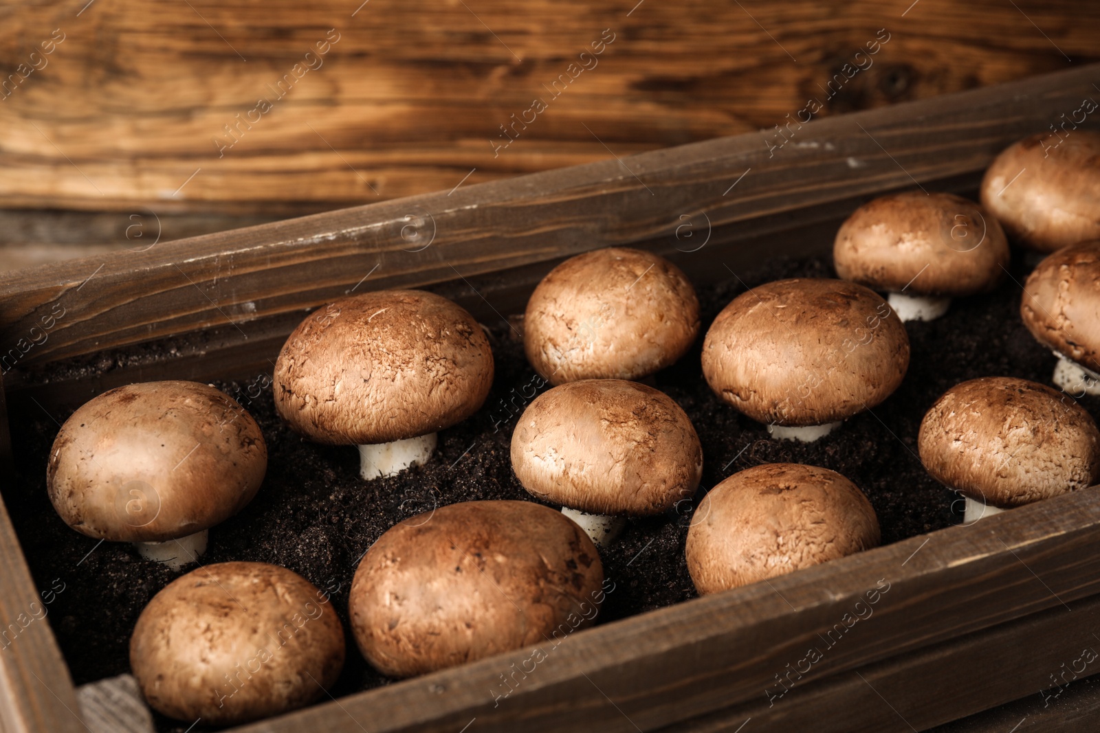 Photo of Brown champignons growing on soil in wooden crate. Mushrooms cultivation