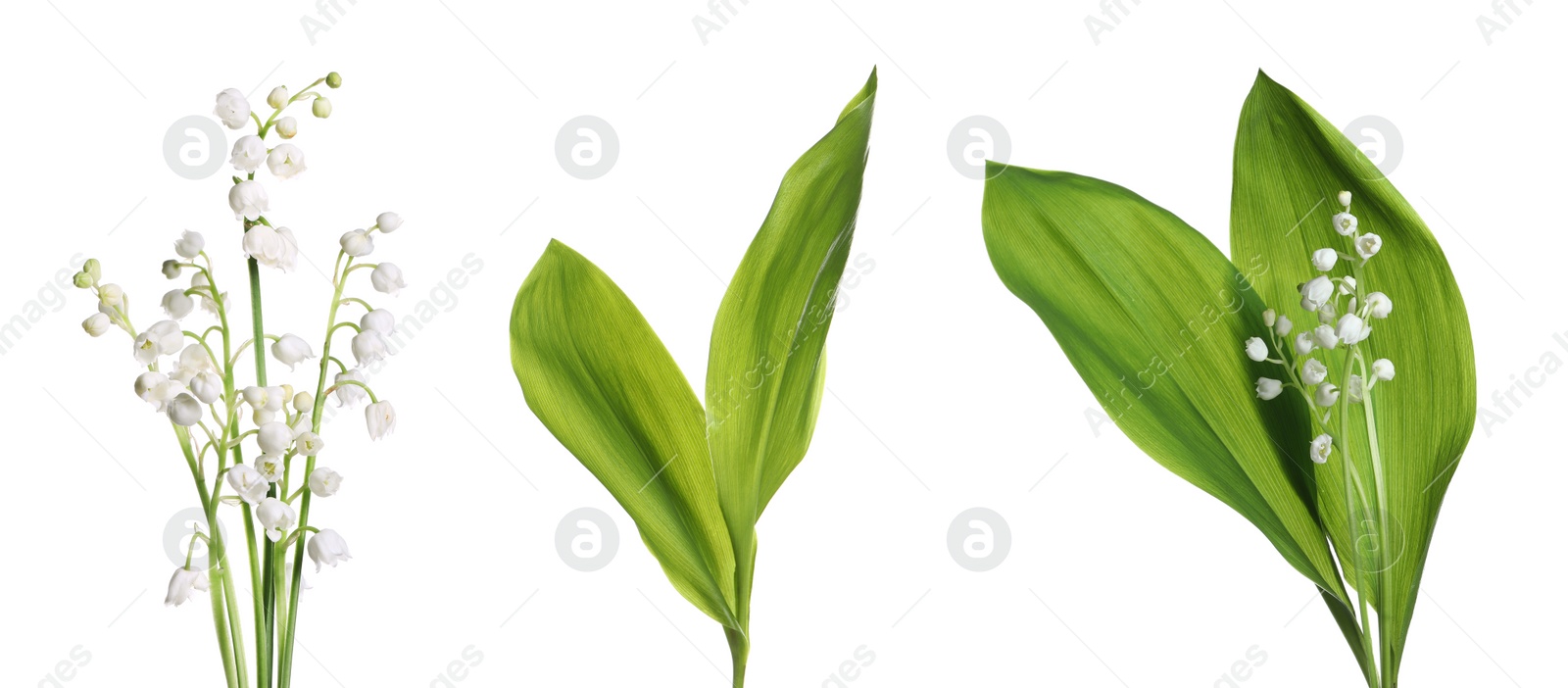 Image of Set of beautiful lily of the valley flowers with green leaves on white background