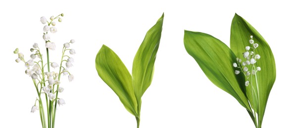 Image of Set of beautiful lily of the valley flowers with green leaves on white background