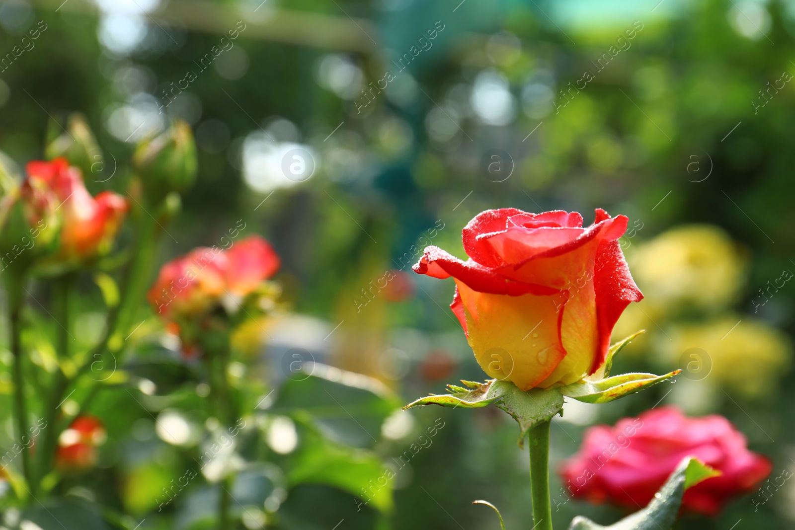 Photo of Beautiful blooming roses with water drops in garden on sunny day. Space for text