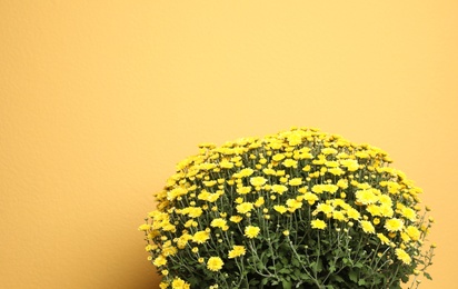 Photo of Fresh chrysanthemum flowers on yellow background. Space for text