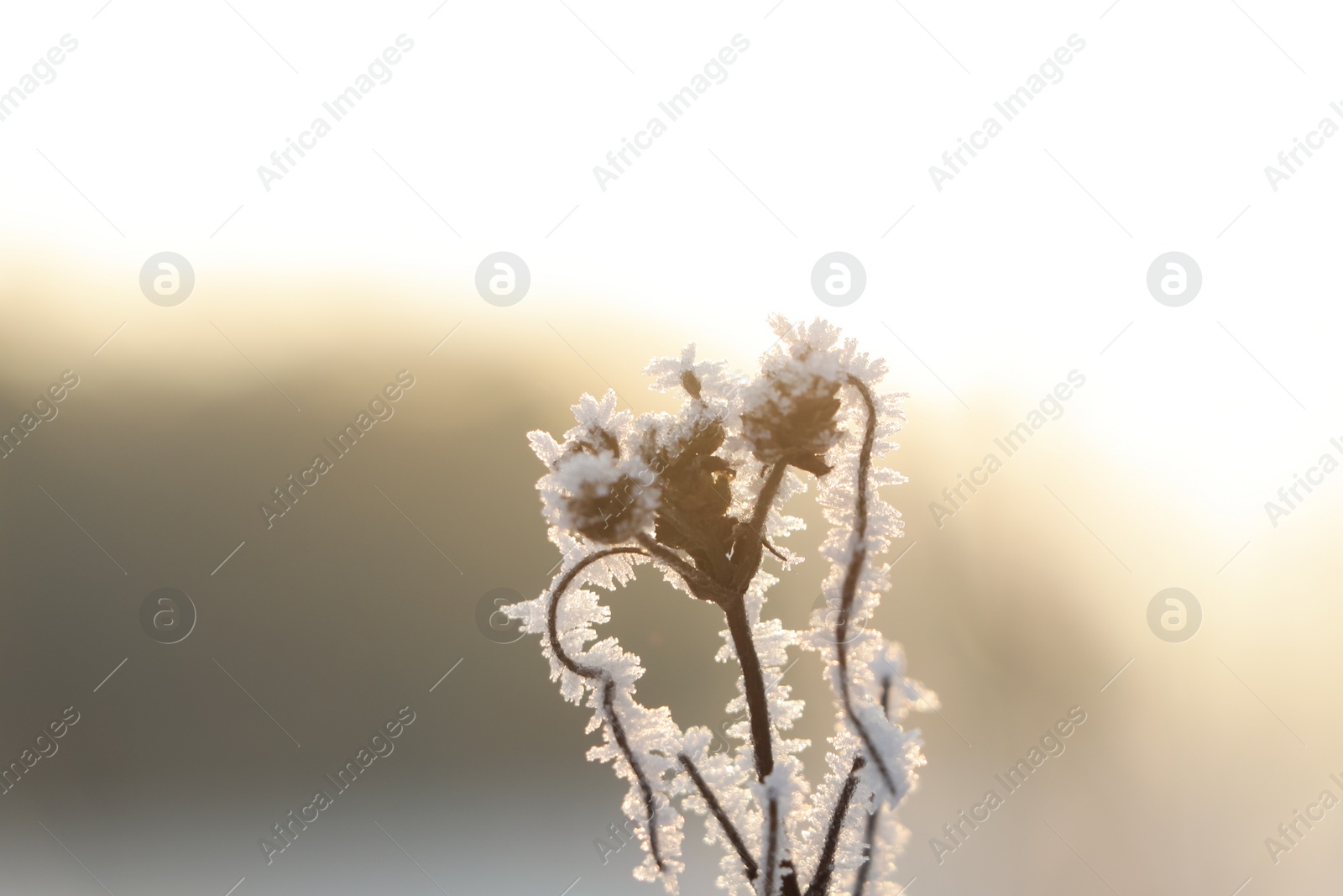 Photo of Dry plant covered with hoarfrost outdoors on winter morning, closeup