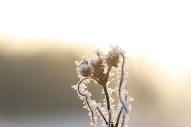 Photo of Dry plant covered with hoarfrost outdoors on winter morning, closeup