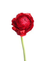 Beautiful fresh ranunculus flower isolated on white