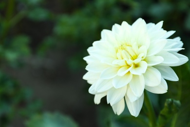 Beautiful blooming white dahlia flower in garden