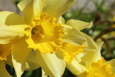 Photo of Beautiful yellow daffodil outdoors on spring day, closeup