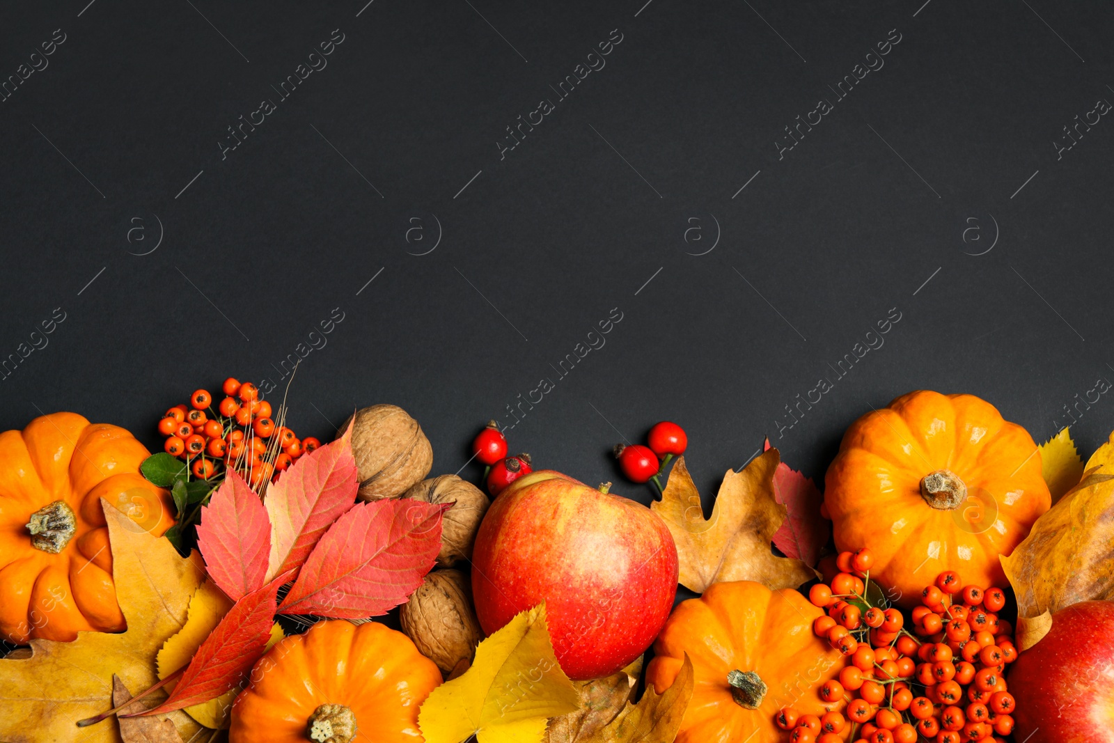 Photo of Flat lay composition with ripe pumpkins and autumn leaves on black background, space for text. Happy Thanksgiving day