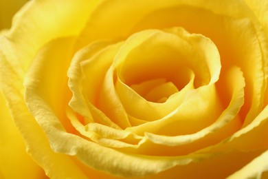 Photo of Beautiful rose with yellow petals as background, macro view