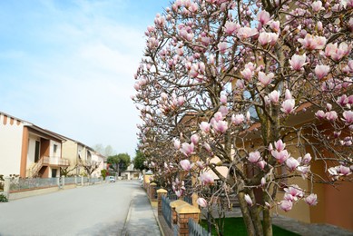 Photo of Beautiful view of suburban street with blossoming magnolia tree on sunny spring day