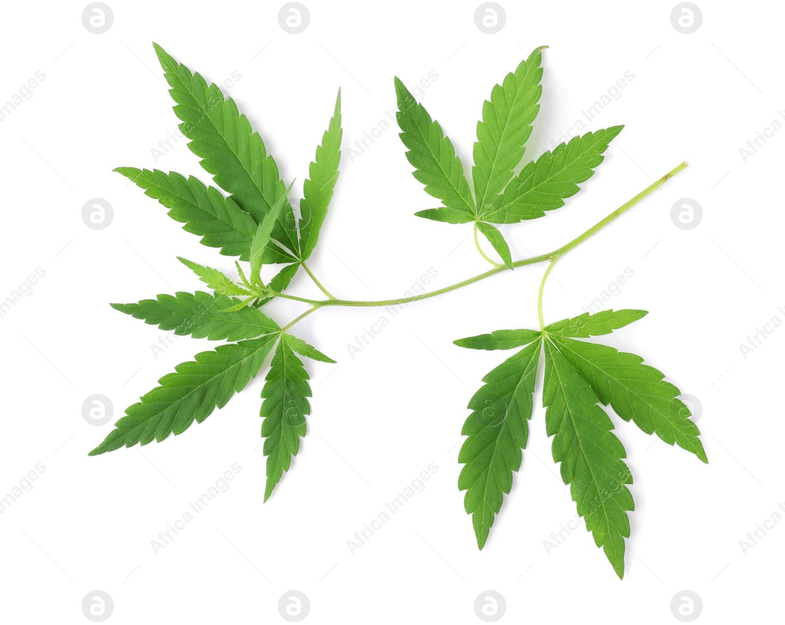 Photo of Fresh green hemp leaves on white background, top view