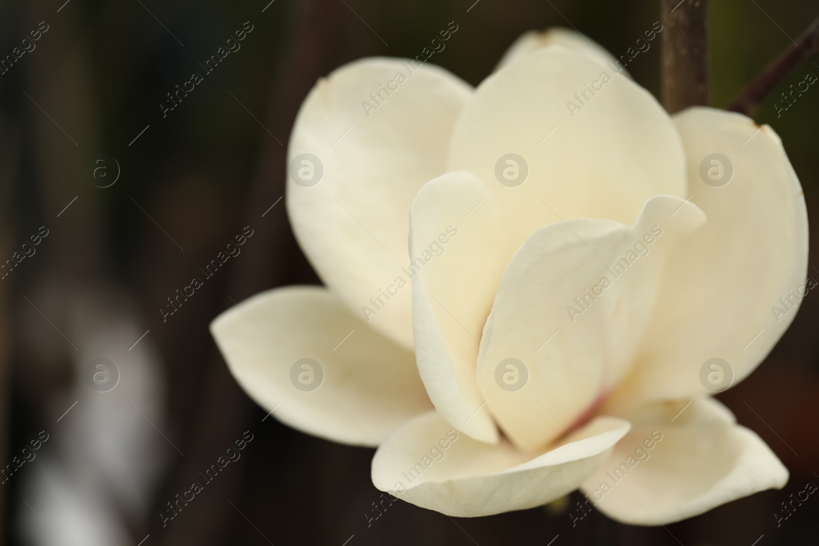 Photo of Beautiful blooming flower of magnolia tree on blurred background, closeup