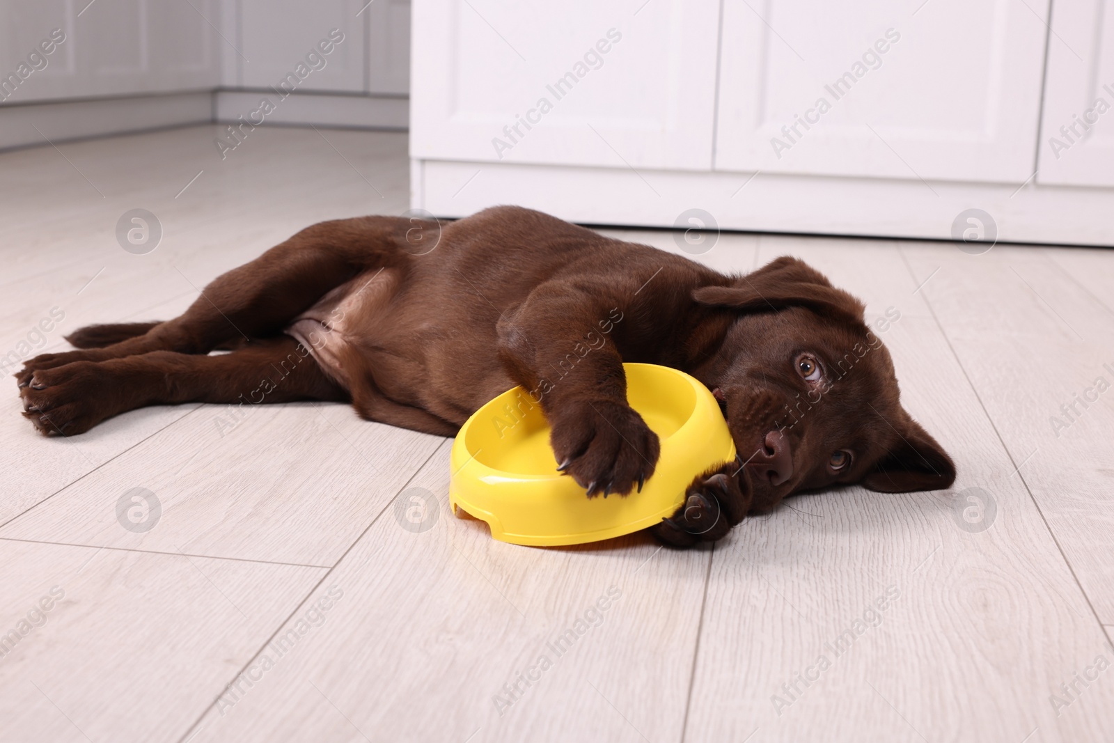 Photo of Cute chocolate Labrador Retriever puppy with feeding bowl on floor indoors. Lovely pet