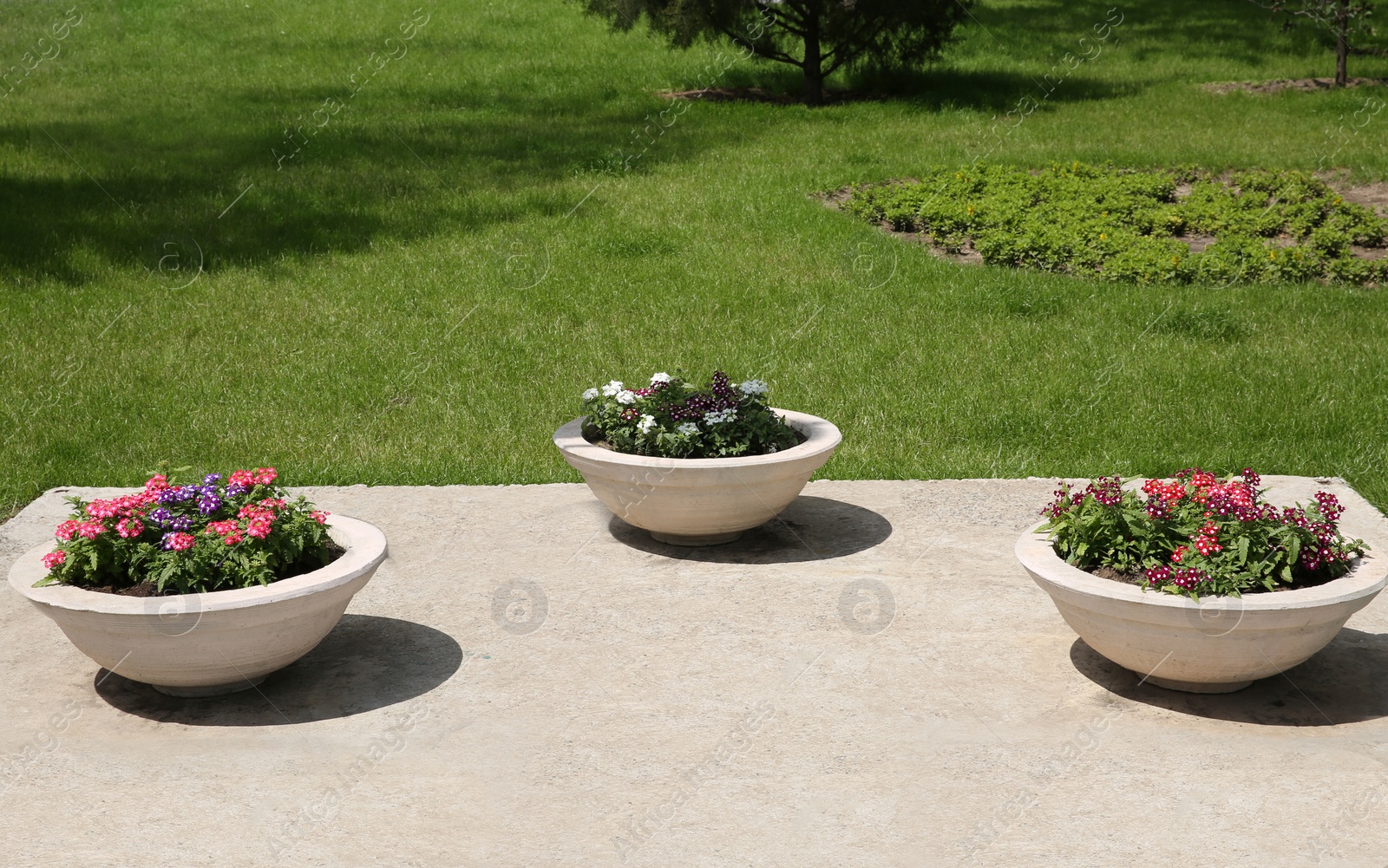 Photo of Beautiful colorful flowers in stone plant pots outdoors on sunny day