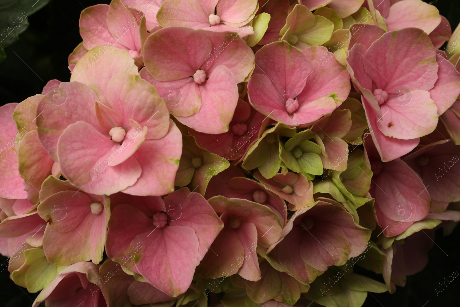 Photo of Hortensia plant with beautiful pink flowers, closeup