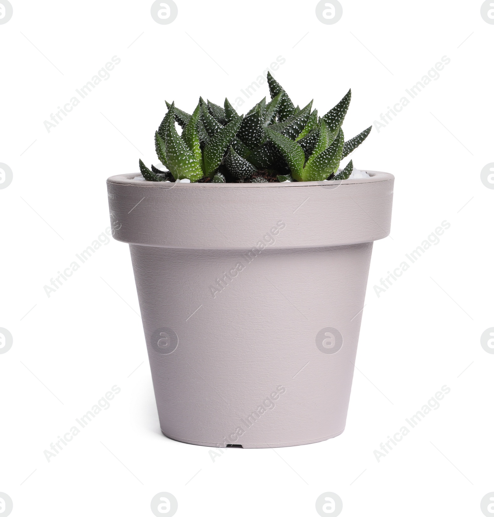 Photo of Haworthia in pot isolated on white. House plant