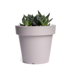 Haworthia in pot isolated on white. House plant